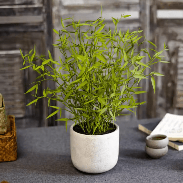 Mini Bamboo Leaf Potted Plant