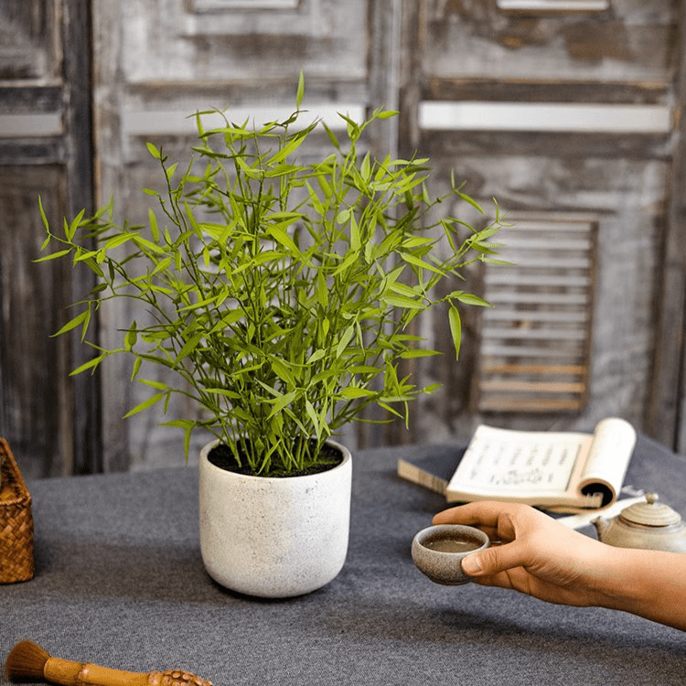 Mini Bamboo Leaf Potted Plant