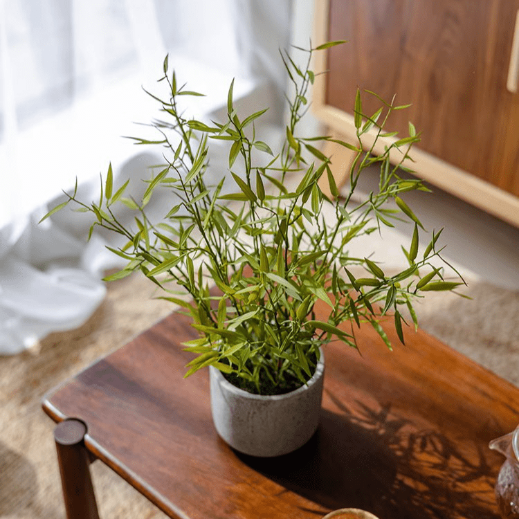 Mini Bamboo Leaf Potted Plant