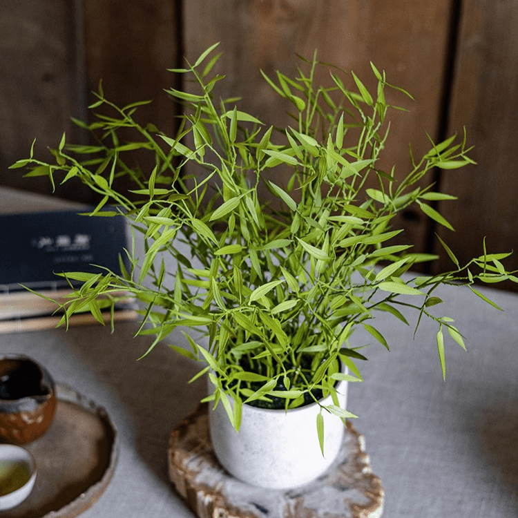 Mini Bamboo Leaf Potted Plant