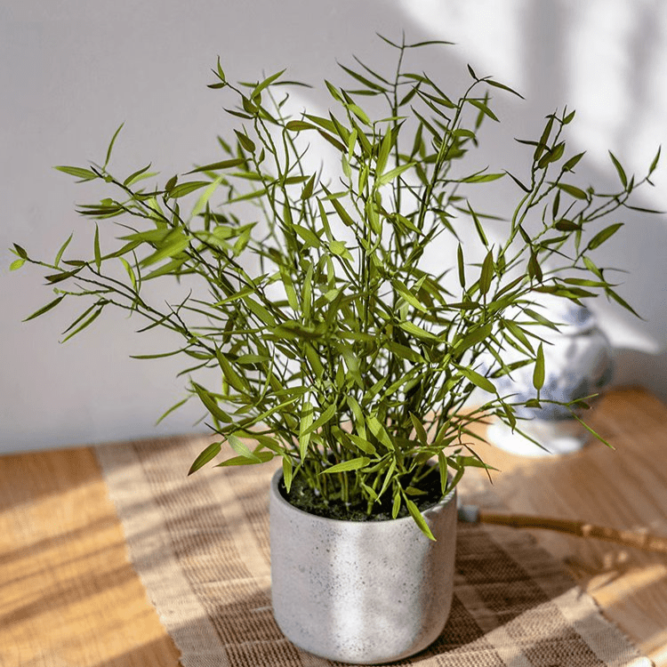 Mini Bamboo Leaf Potted Plant