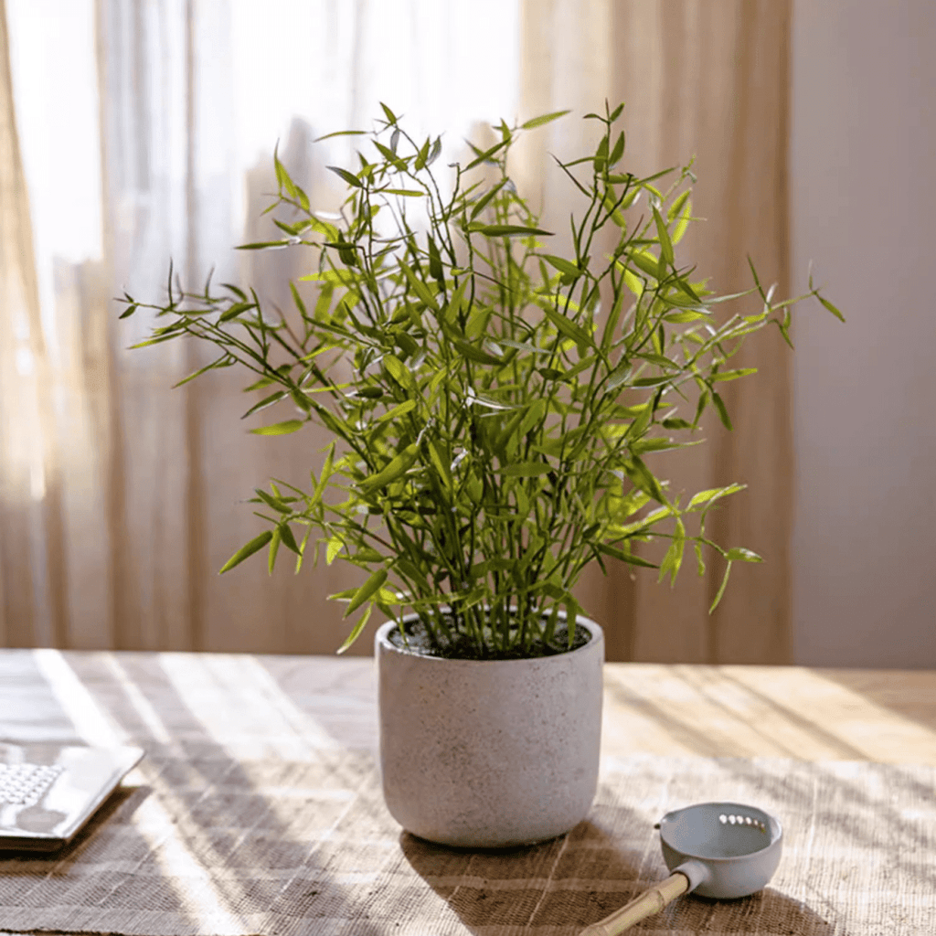 Mini Bamboo Leaf Potted Plant